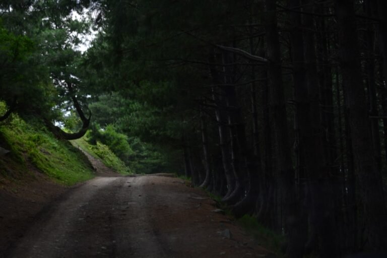 Mehran Forest Sharan Forest: A Complete Travel Guide