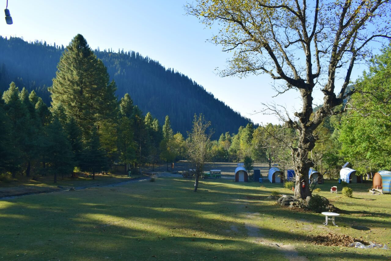 Mehran Forest Sharan Forest: A Complete Travel Guide