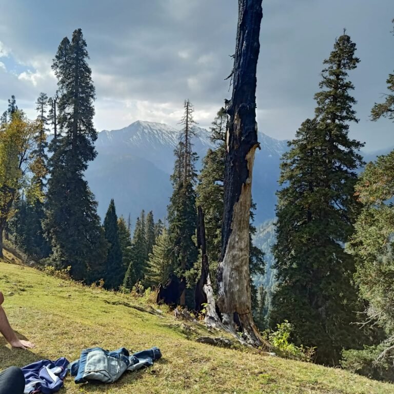 Mehran Forest Sharan Forest: A Complete Travel Guide