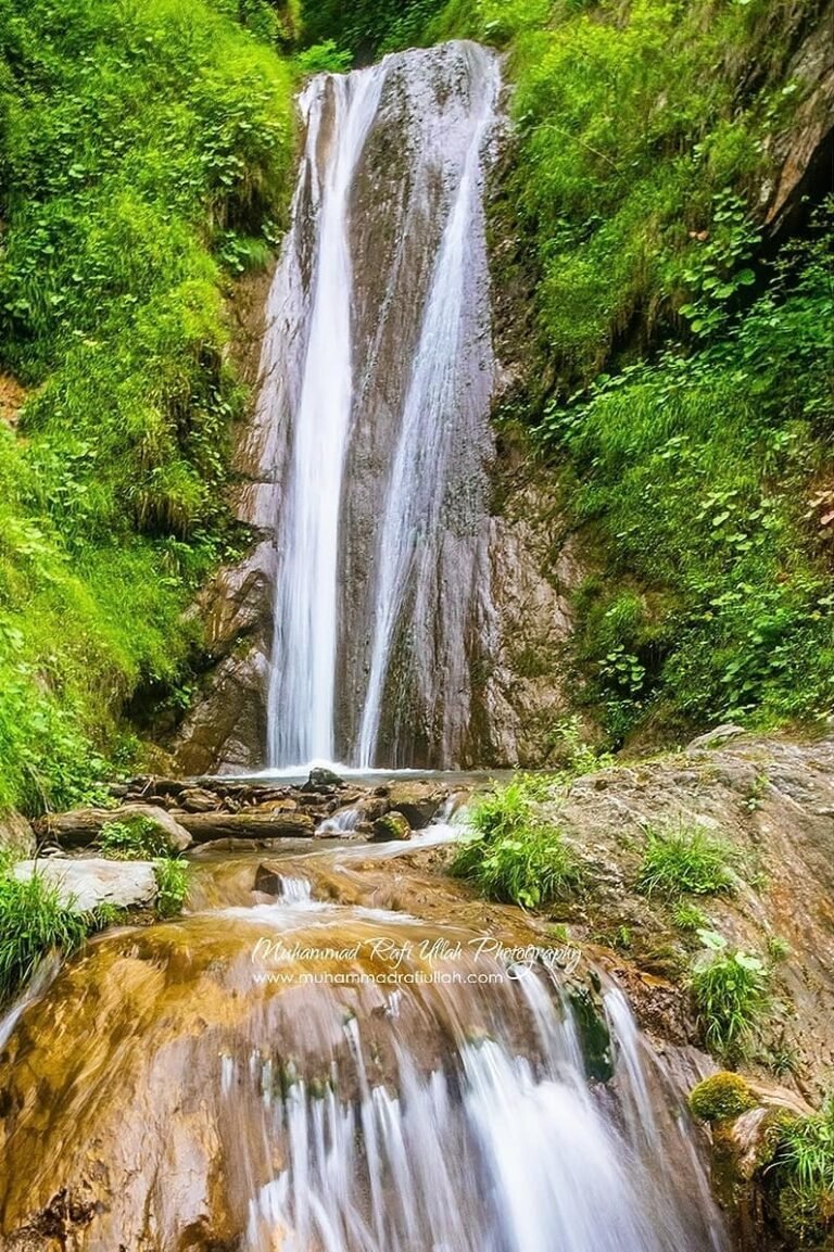 Mehran Forest Sharan Forest: A Complete Travel Guide