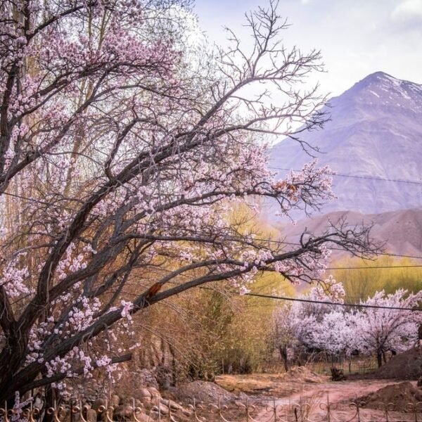 Minapin Cherry Blossom