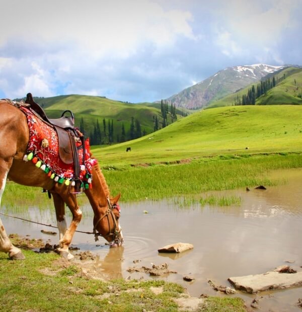 Shogran horse - naran kaghan tour