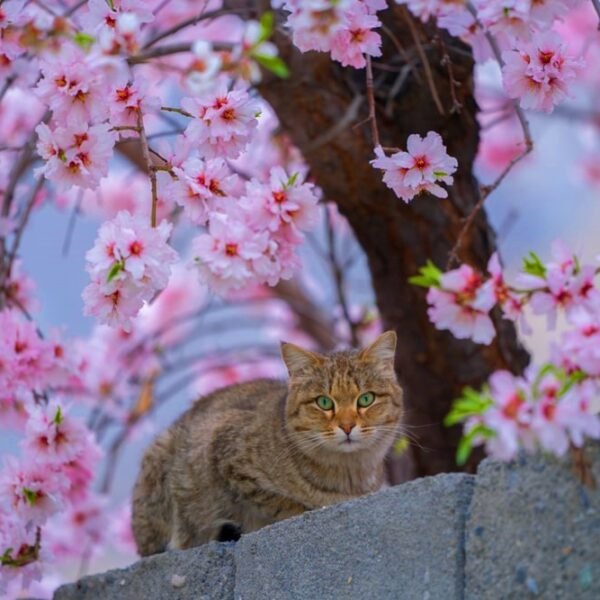 Hunza Cherry Blossom