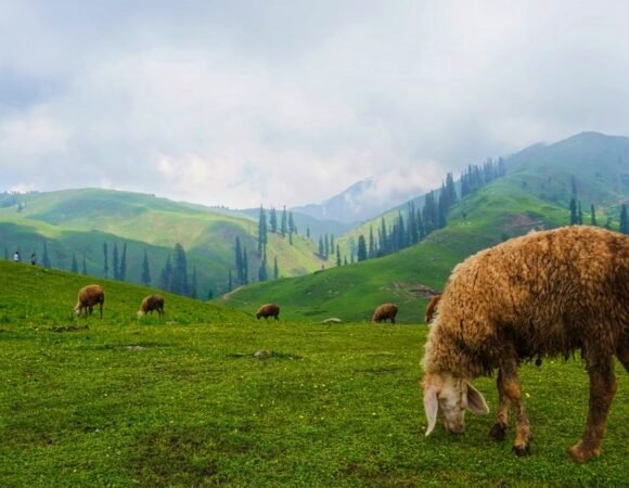 2 DAYS SHOGRAN AND SIRI PAYE KAGHAN GROUP TOUR