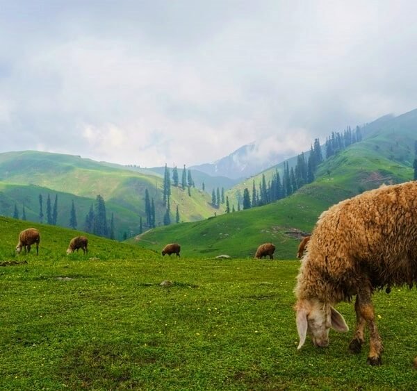 2 DAYS SHOGRAN AND SIRI PAYE KAGHAN GROUP TOUR