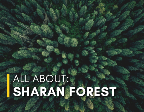 Sharan Forest: A Complete Travel Guide