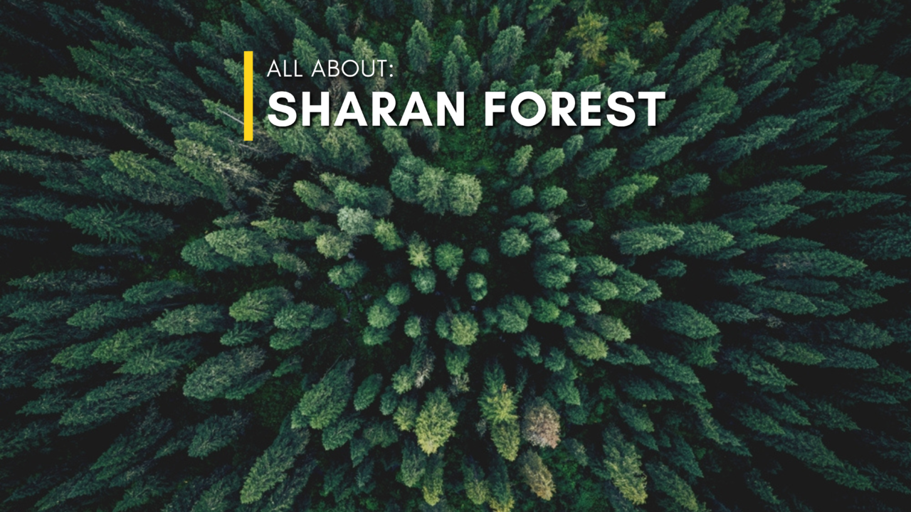 Sharan Forest: A Complete Travel Guide