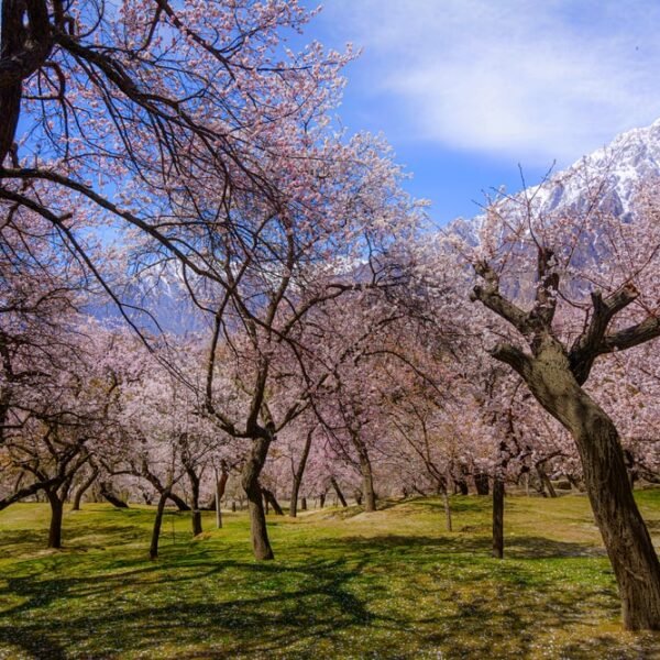 Altit Fort and Cherry Blossom Trees of Royal Garden Altit