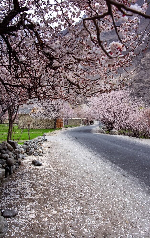 Skardu Cherry Blossom Tour Packages 2025