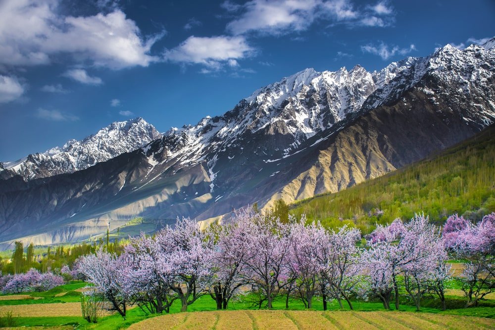 Chunda Valley Skardu Cherry Blossom Tour