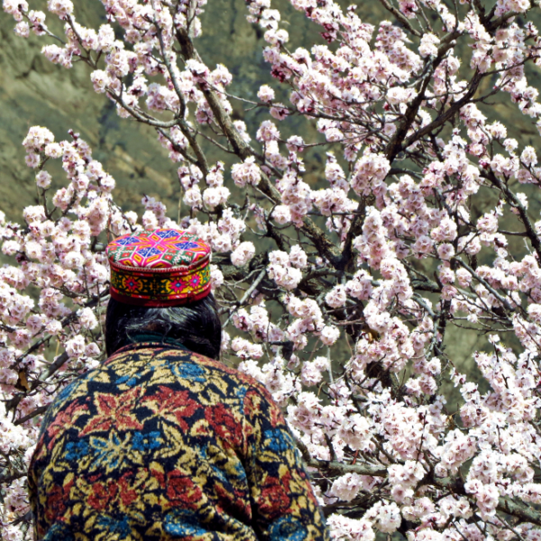 Cherry Blossom Hunza Tour
