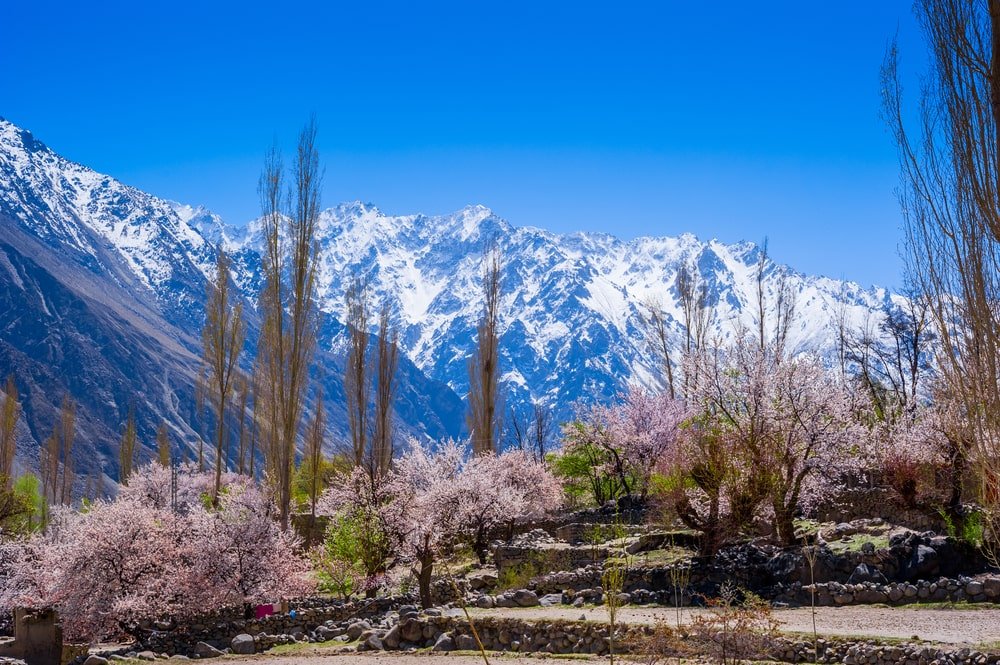 Cherry Blossom Hunza Tour