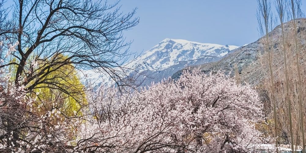 Hopper Valley Cherry Blossom Season