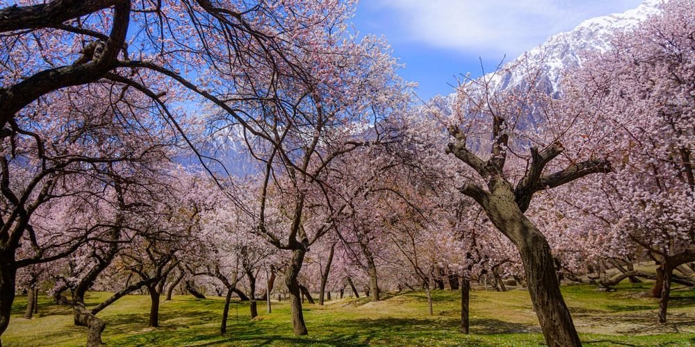 Ganish Village Cherry Blossom Cherry Blossom Hunza Tour