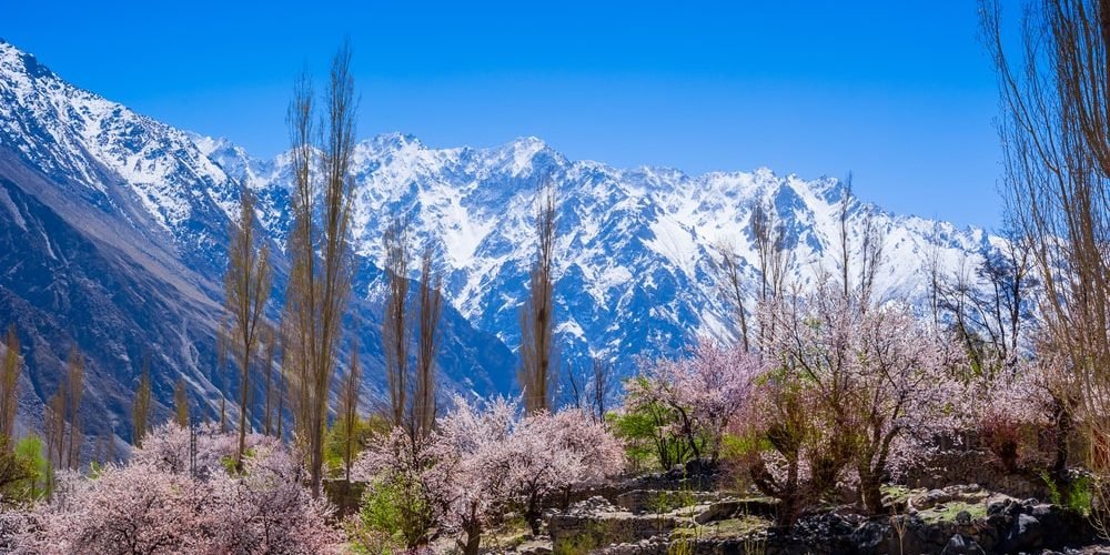 Cherry Blossom Hunza Tour