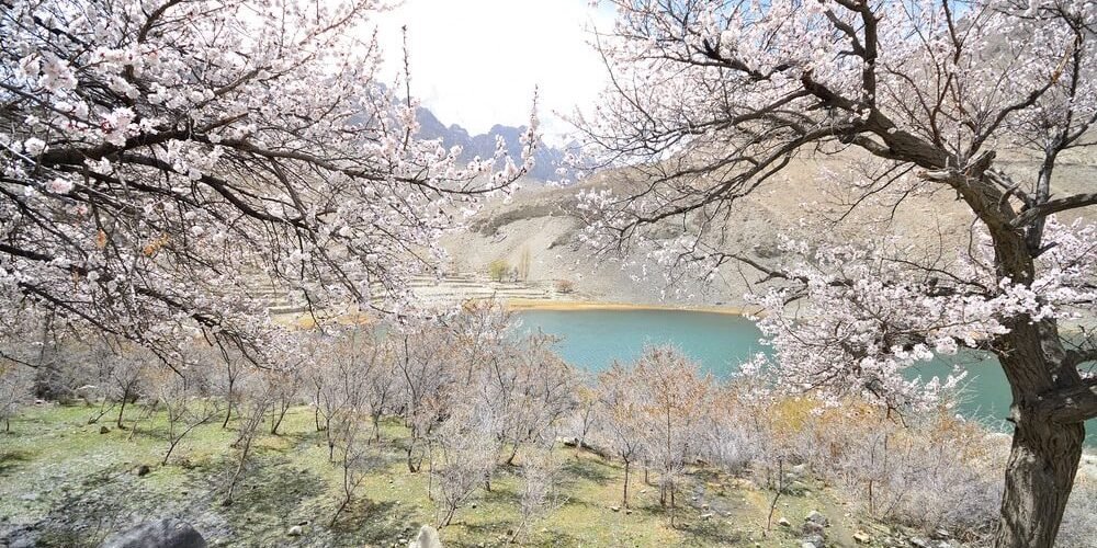 Borith Lake Cherry Blossom Hunza Cherry Blossom Hunza Tour